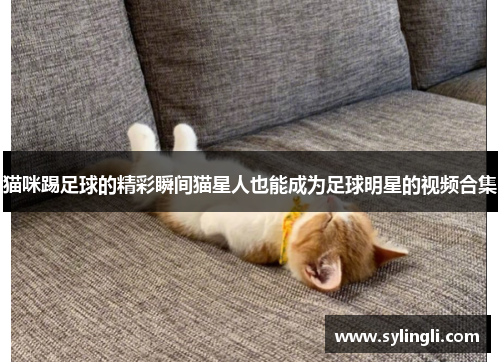 猫咪踢足球的精彩瞬间猫星人也能成为足球明星的视频合集